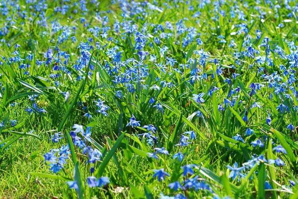 Flores azul scilla — Fotografia de Stock