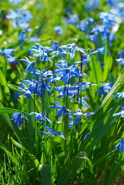 Blaue Scilla-Blüten — Stockfoto