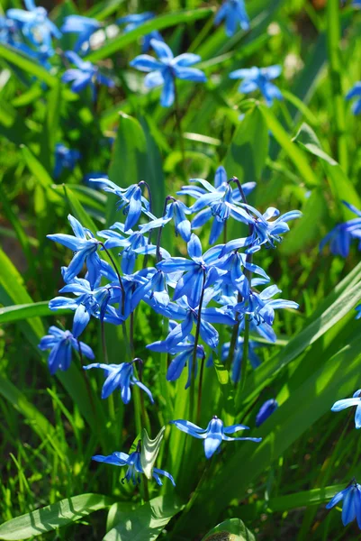 Blaue Scilla-Blüten — Stockfoto