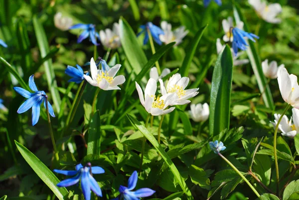 Zawilec i niebieskie kwiaty scilla — Zdjęcie stockowe