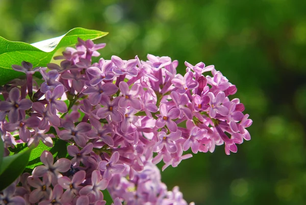 Lilas violet — Photo