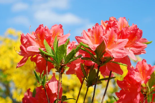 Azalea квіти — стокове фото