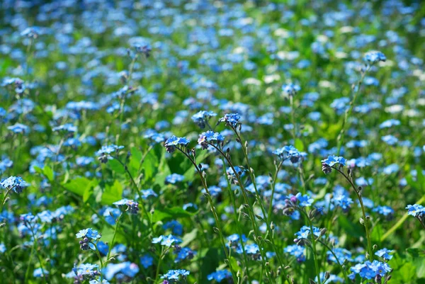 Fond avec forget-me-not — Photo