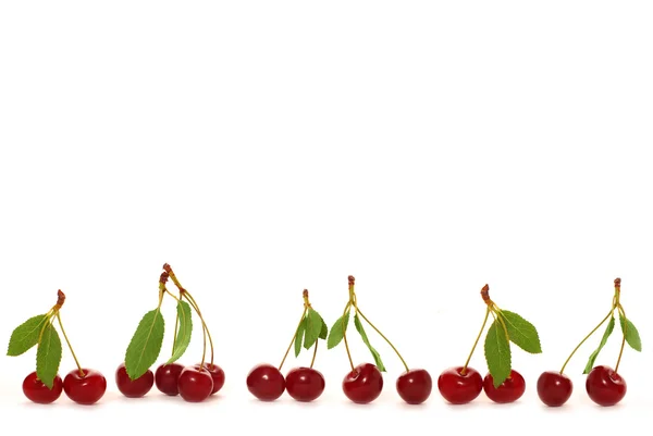 stock image Cherry`s border