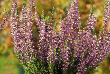 Purple heather flowers clipart