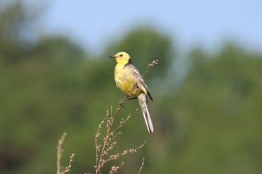 Sarı kuyruksallayan