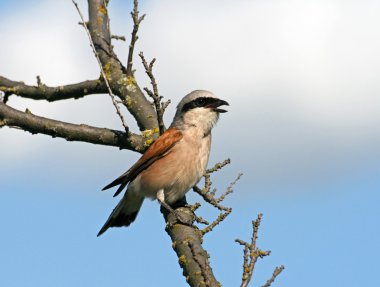 Singing red-backed shrike (Lanius collurio) clipart