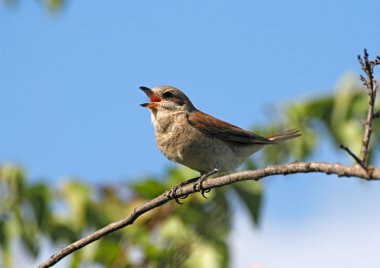 Singing red-backed shrike (female) clipart
