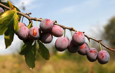 Plums on the plant - ready to eat clipart