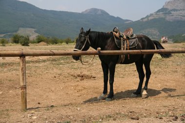 at çiftliğinde bir fotoğraf