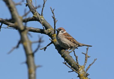 Sparrow (passer) clipart