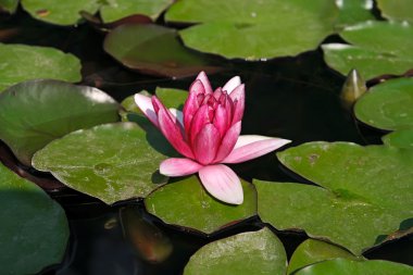 Nymphaea