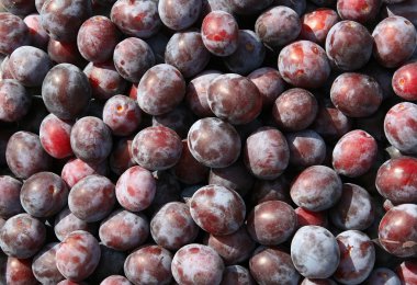 Close-ups of fresh plums. clipart