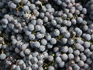 Close-ups of fresh grapes clipart