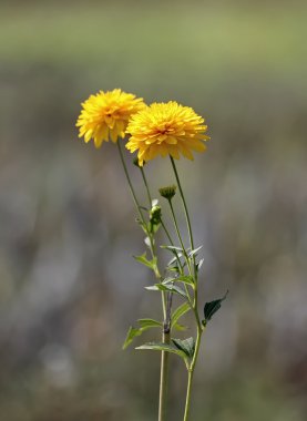 Haziran ayında romantik karahindiba