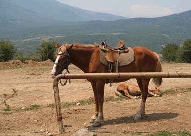 at çiftliğinde bir fotoğraf