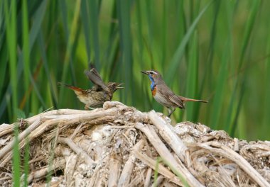 bluethroat