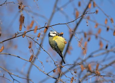 Yellow tit clipart