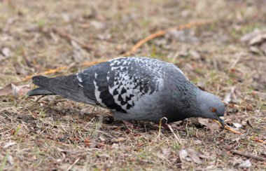 Rock Pigeon (Rock Dove) clipart