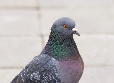 Rock Pigeon (Rock Dove) clipart