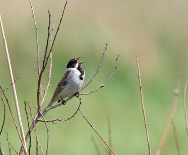 Reed Bunting clipart
