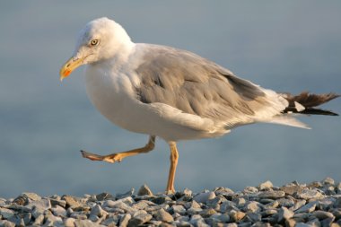 Caspian Gull clipart