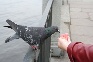 Rock Pigeon (Rock Dove) clipart