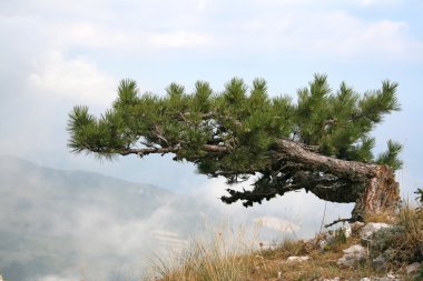 ağaç bulutlar üzerinde