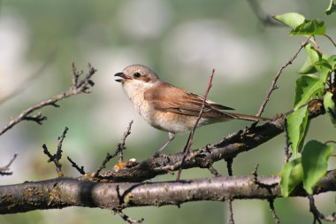 Red-backed shrike sitting on a branch clipart