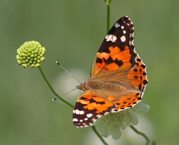 Mariposa dama pintada en flor — Foto de Stock