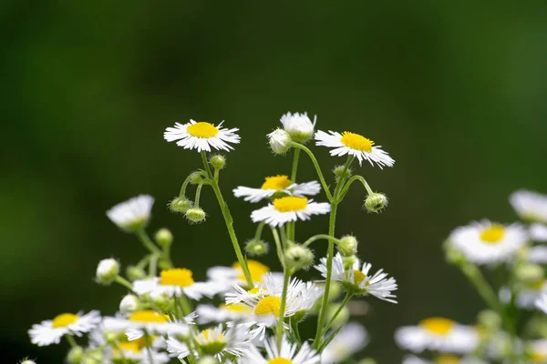 stock image Camomiles