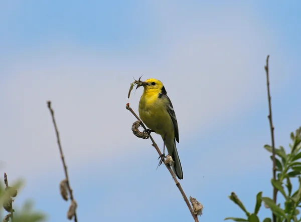 Yellow Wagtail with food in it's beak — Stock Photo, Image