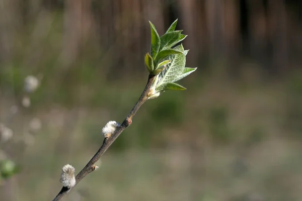 stock image SPRING LEAF BUDS