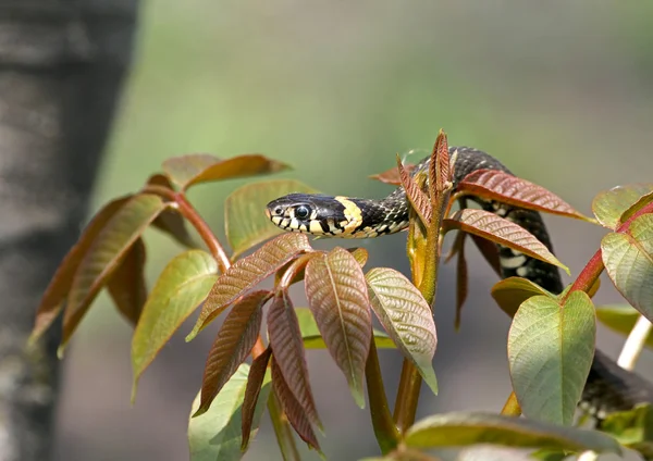 Grass-snake on a branch — Stock Photo, Image