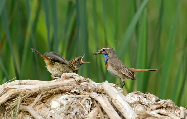 Bluethroat는 새 새끼를 먹이 기 — 스톡 사진
