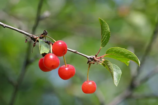 Sweet cherries on the tree — Stock Photo, Image