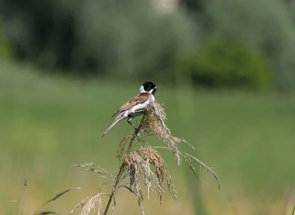 Reed kiraz kuşu — Stok fotoğraf