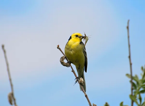 Yellow Wagtail with worm in it's beak — Stock Photo, Image