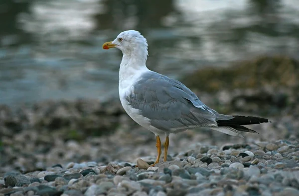 Racek stříbřitý (pták) — Stock fotografie