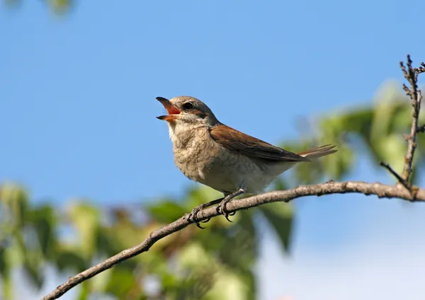 Singing red-backed shrike (female) — Stock Photo, Image