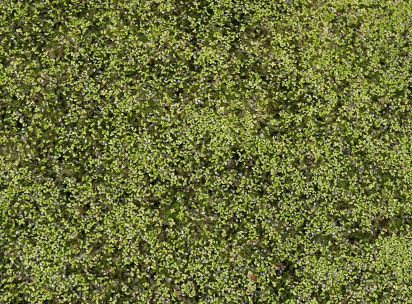 Bright green duckweed — Stock Photo, Image