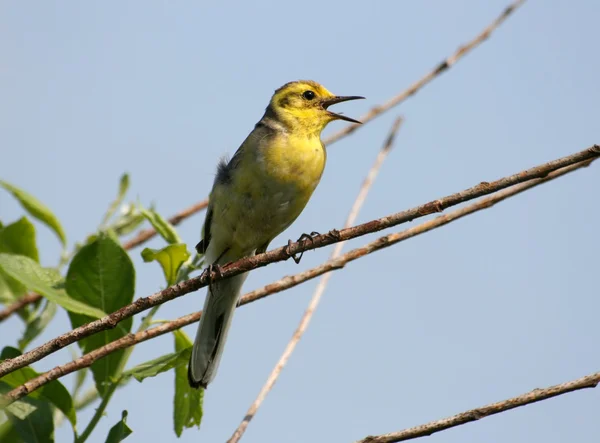 Singing yellow wagtail — Stock Photo, Image
