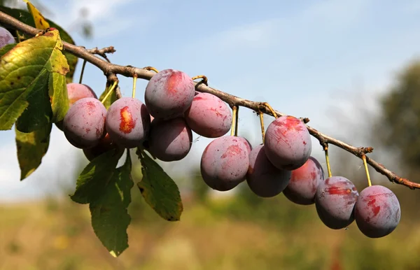 Plums on the plant - ready to eat — Stock Photo, Image