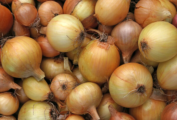 Close-up of a onion