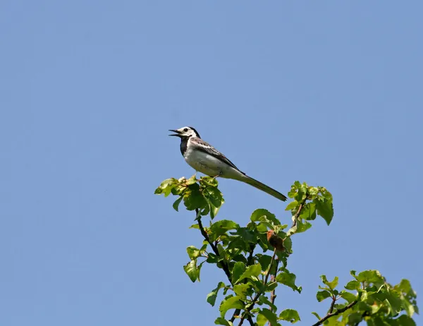 Canto bianco wagtail — Foto Stock