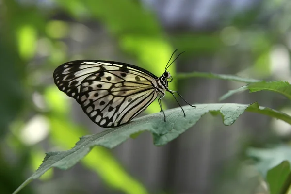 Mariposa sobre una hoja verde — Foto de Stock