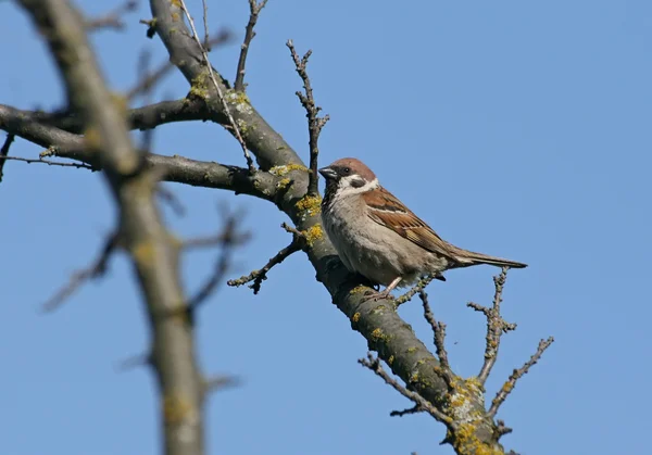 Sparrow (passer) — Stock Photo, Image