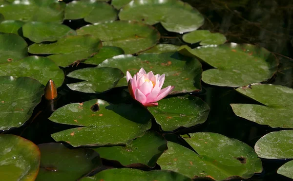 stock image Nymphaea