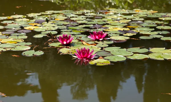 stock image Three nymphaea