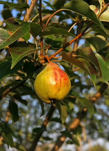 Närbild av päron — Stockfoto
